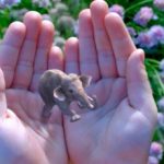 An early teaser photo from Magic Leap