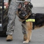 Police_dog_on_duty_at_Elmendorf_Air_Force_Base