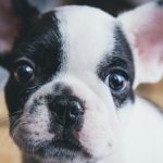 get-dog-your-dreams-with-rumored-arkit-app.1280×600