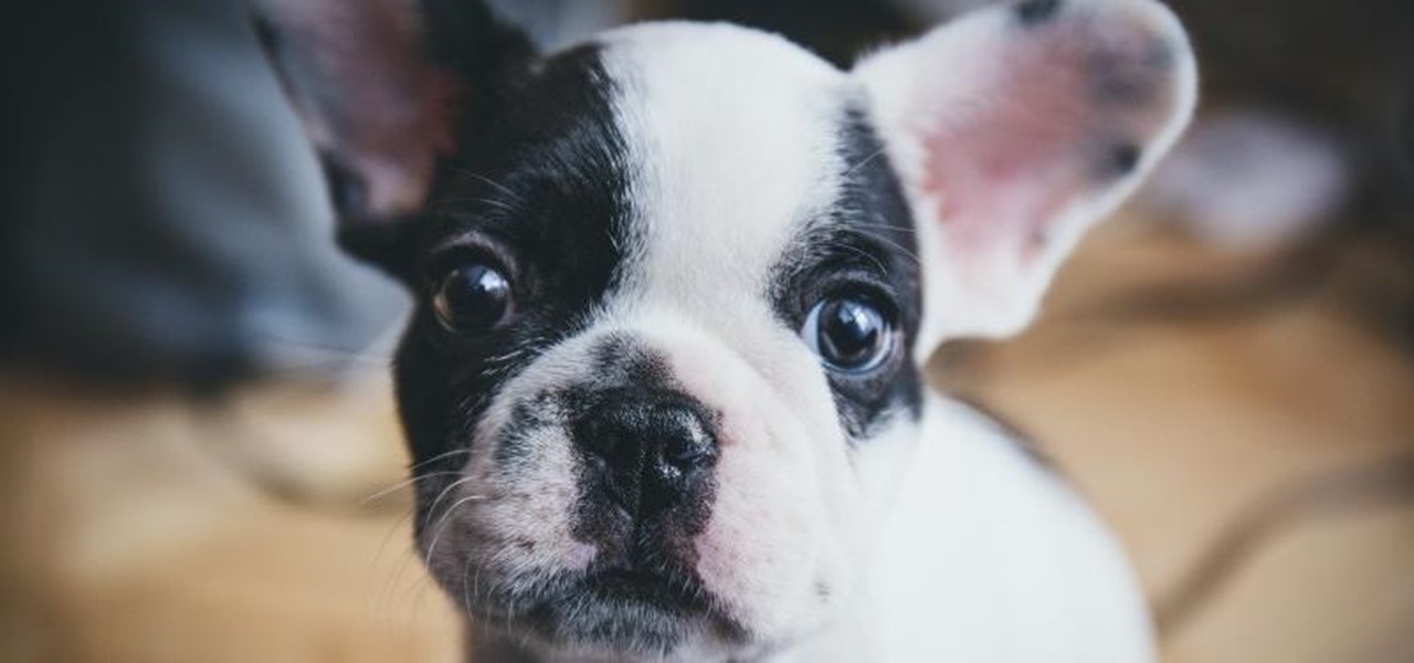 get-dog-your-dreams-with-rumored-arkit-app.1280×600