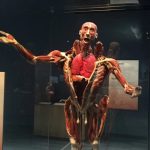 tech-museum-embraces-augmented-reality-with-body-worlds-decoded-exhibit