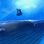 dreamscapes-the-blu-deep-rescue-is-a-tranquil-vr-experience